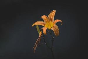 large lily flower on a dark background in the garden on a summer day photo