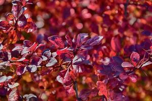 rojo otoño hojas en un pequeño árbol foto