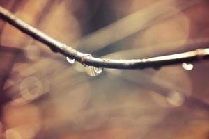 autumn branches of a tree dressed in leaves and raindrops shining in the sun photo