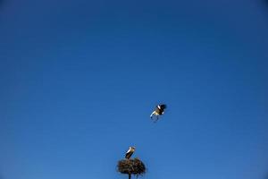 gratis aves cigüeñas en un antecedentes de el azul cielo en vuelo luchando para gniazo en el primavera foto