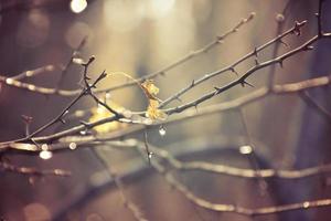 autumn branches of a tree dressed in leaves and raindrops shining in the sun photo