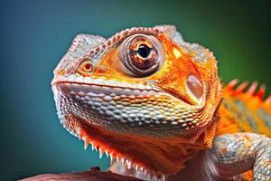 Portrait of a chameleon photo