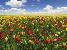 illustration of tulip fields in a spring landscape, photo