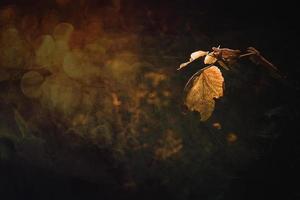 beautiful autumn gold brown leaves on a tree on a sunny day with bokeh photo