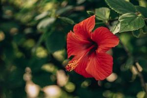 hibiscus flower on a green tree in the warm rays of the sun photo