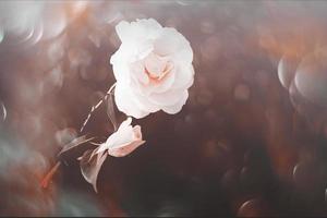 white rose in warm autumn sun in closeup and bokeh photo