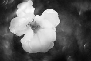 white rose in warm autumn sun in closeup and bokeh photo