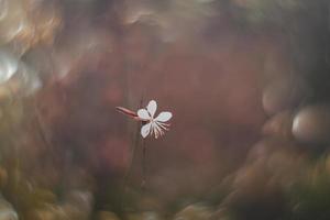 pequeño delicado otoño flores en el jardín en un antecedentes con bokeh foto