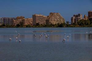 l bird white-pink flamingo on a salty blue lake in spain in calpe urban landscape photo