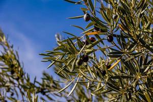 black ripe organic olives on the autumn tree in front of thugs on a warm sunny day photo