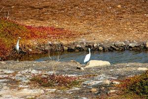 natural paisaje lago en el Español canario isla gran canaria en maspalomas con agua, dunas plantas y salvaje aves foto