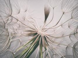 beautiful summer natural flower dandelion in close-up photo