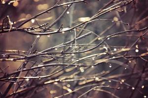 autumn branches of a tree dressed in leaves and raindrops shining in the sun photo