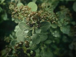 summer plant with raindrops on green leaves photo