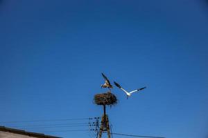 gratis aves cigüeñas en un antecedentes de el azul cielo en vuelo luchando para gniazo en el primavera foto