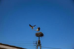 gratis aves cigüeñas en un antecedentes de el azul cielo en vuelo luchando para gniazo en el primavera foto