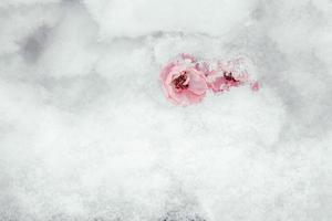 pink rose with white snow in the garden on a frosty day photo