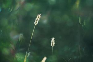 summer grass in a meadow in the warm summer sun on a green background photo