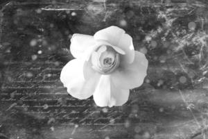 white rose in warm autumn sun in closeup and bokeh photo