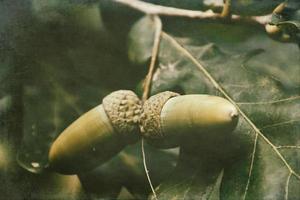 green autumn acorns on the branch of an oak among the leaves photo