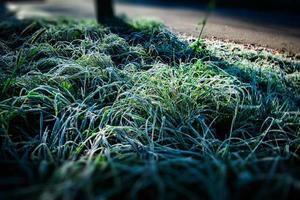 the first night in November frosted in white and green grass photo