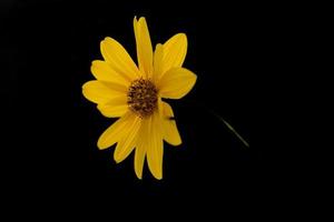 l wild grasshopper with little yellow flower in the sunshine photo