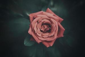 grande rojo romántico Rosa en el jardín en contra el antecedentes de verde hojas en un verano día foto