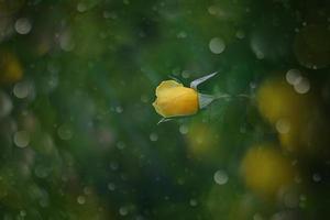 yellow rose in the summer garden on a dark background photo