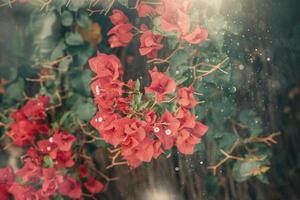 pink bougainvillea flower in summer sunshine with bokeh natural background photo