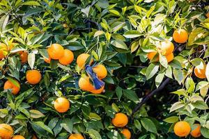 manaryn árbol con naranja frutas en contra el antecedentes de hierba hojas con un azul teta pájaro foto