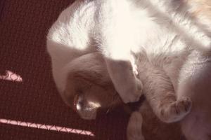 blanco rojo gato dormido en un silla en el calentar Brillo Solar durante el día foto