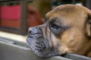 marrón cabeza perro criador Boxer mirando mediante un de madera cerca foto