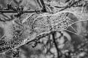 autumn spider web in the fog on a plant with droplets of water photo