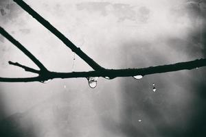 autumn plants with drops of water after the November freezing rain photo