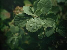 verano planta con gotas de lluvia en verde hojas foto