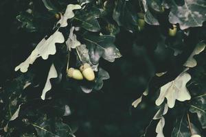 green autumn acorns on the branch of an oak among the leaves photo