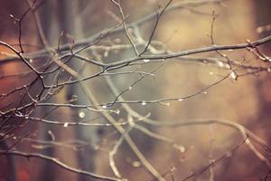 autumn branches of a tree dressed in leaves and raindrops shining in the sun photo