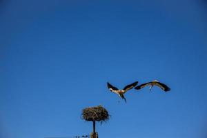 gratis aves cigüeñas en un antecedentes de el azul cielo en vuelo luchando para gniazo en el primavera foto