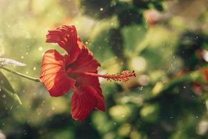 hibiscus flower on a green tree in the warm rays of the sun photo