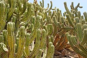 close-up big green cactus forming a natural background photo