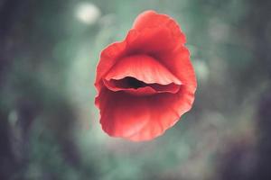 red poppy on a green background in the natural environment photo