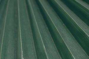 green natural abstract background palm leaf closeup photo