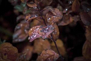 red leaves of a bush in the warm autumn sun after a cold rain photo