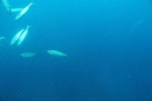 quiet calm undersea world with fish living in the Atlantic Ocean photo