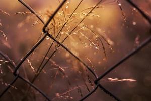 l delicate autumn grasses in warm sunshine in the garden photo