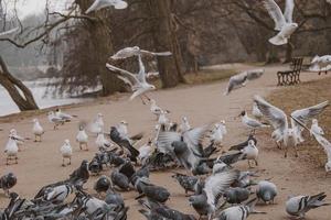 birds, pigeons and terns during winter feeding in a park in Poland photo