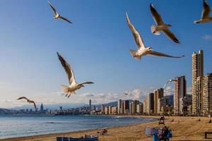 landscape of Benidorm Spain in a sunny day on the seashore with seagulls photo