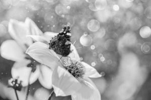 yellow flower in the garden in the summer sun bokeh butterfly photo