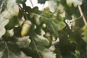 green autumn acorns on the branch of an oak among the leaves photo