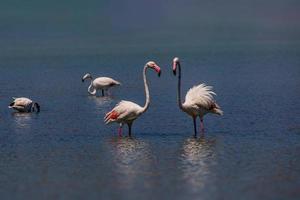 l bird white-pink flamingo on a salty blue lake in spain in calpe urban landscape photo